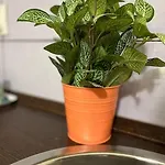 A3 Parliament Sunflower Cozy
