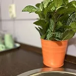 A3 Parliament Sunflower Cozy *